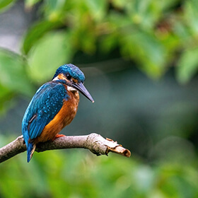 A kingfisher bird sitting on a branch peacefully