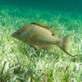 Ohio Fishing Resources
