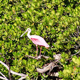 Wildlife in Florida showing a beautiful pink bird