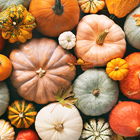 Pumpkin patch